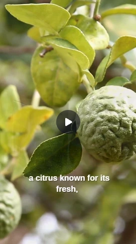 Extrait de contenu vidéo autour du thé et des agrumes.